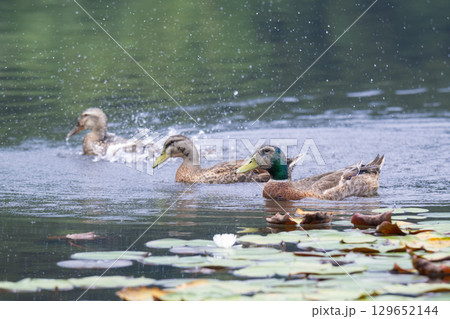 泳ぐ鴨三兄弟 129652144
