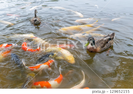 鯉とたわむれる鴨 鯉とたわむれる鴨 129652155
