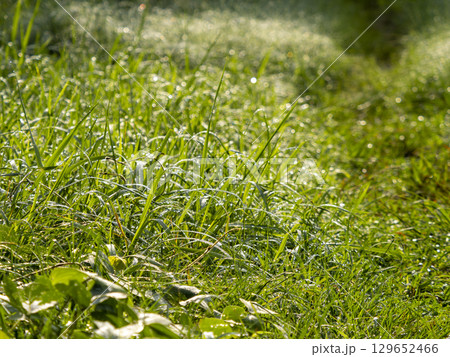 水滴が輝く野原の風景 129652466