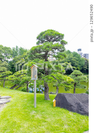 初夏の清澄庭園　生駒石と高松宮記念植樹の松 129652490