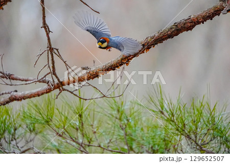 ヤマガラ　α9Ⅲプリ撮影 129652507