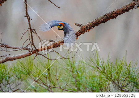 ヤマガラ　α9Ⅲプリ撮影 129652529