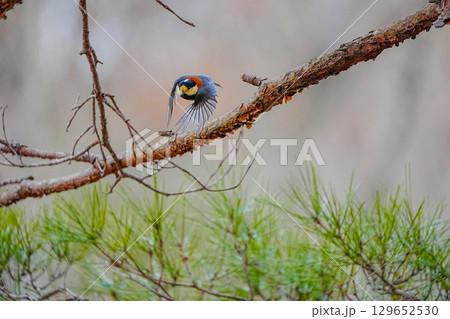 ヤマガラ　α9Ⅲプリ撮影 129652530