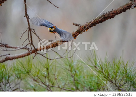 ヤマガラ　α9Ⅲプリ撮影 129652533