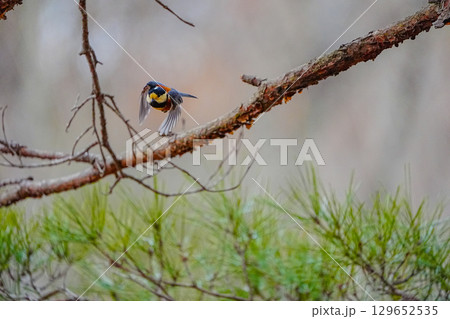 ヤマガラ　α9Ⅲプリ撮影 129652535