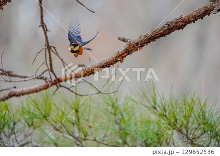 ヤマガラ　α9Ⅲプリ撮影 129652536