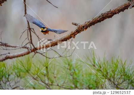 ヤマガラ　α9Ⅲプリ撮影 129652537