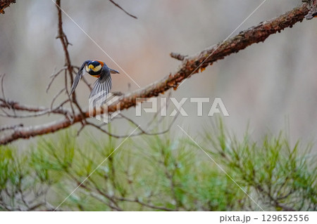 ヤマガラ　α9Ⅲプリ撮影 129652556