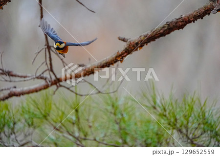 ヤマガラ　α9Ⅲプリ撮影 129652559