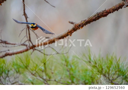 ヤマガラ　α9Ⅲプリ撮影 129652560