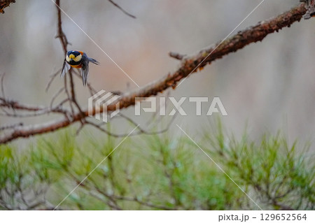 ヤマガラ　α9Ⅲプリ撮影 129652564