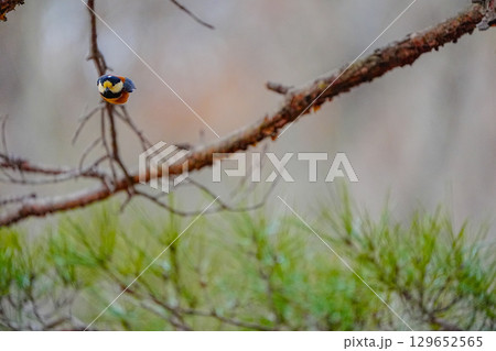 ヤマガラ　α9Ⅲプリ撮影 129652565