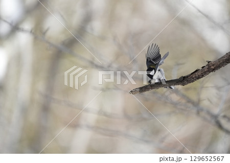 ヤマガラ　α9Ⅲプリ撮影 129652567