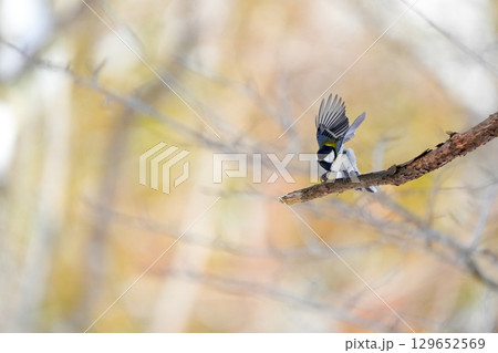 ヤマガラ　α9Ⅲプリ撮影 129652569