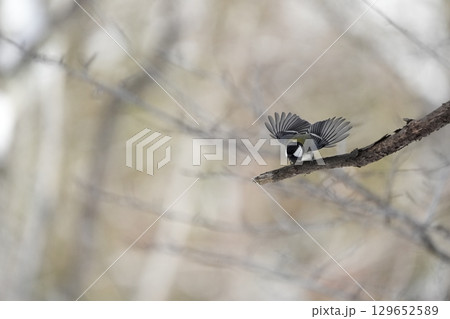 ヤマガラ　α9Ⅲプリ撮影 129652589