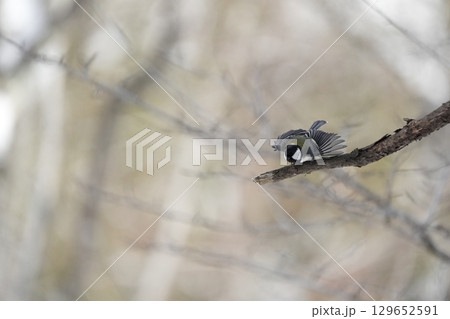 ヤマガラ　α9Ⅲプリ撮影 129652591