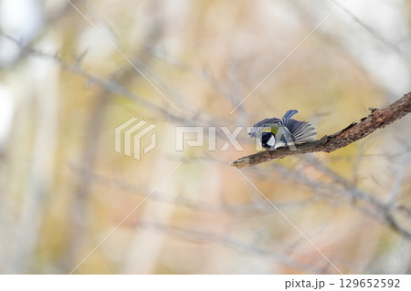 ヤマガラ　α9Ⅲプリ撮影 129652592