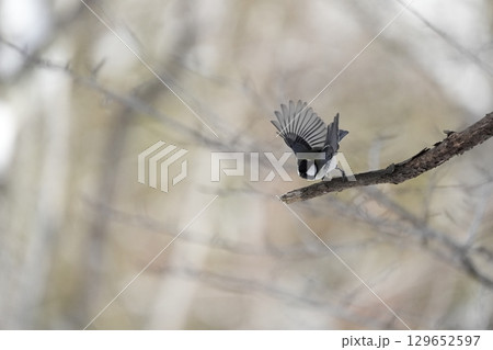 ヤマガラ　α9Ⅲプリ撮影 129652597