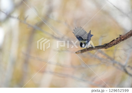 ヤマガラ　α9Ⅲプリ撮影 129652599