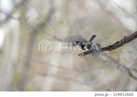 ヤマガラ　α9Ⅲプリ撮影 129652600