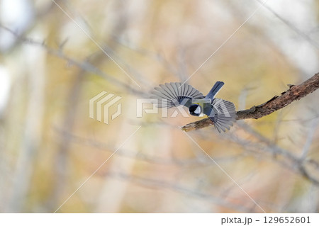 ヤマガラ　α9Ⅲプリ撮影 129652601