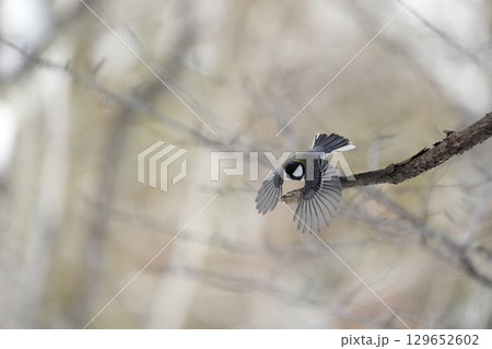 ヤマガラ　α9Ⅲプリ撮影 129652602