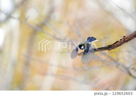 ヤマガラ　α9Ⅲプリ撮影 129652603