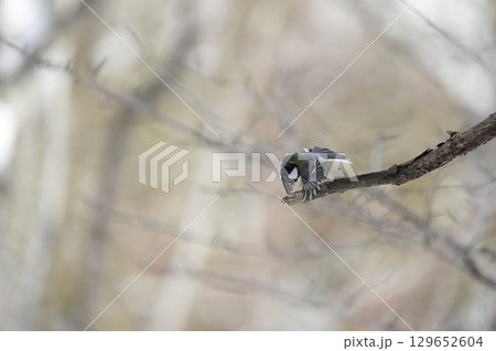 ヤマガラ　α9Ⅲプリ撮影 129652604