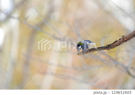 ヤマガラ　α9Ⅲプリ撮影 129652605