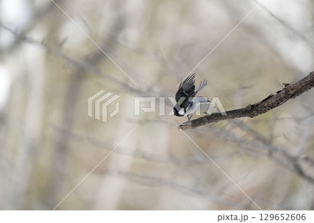 ヤマガラ　α9Ⅲプリ撮影 129652606