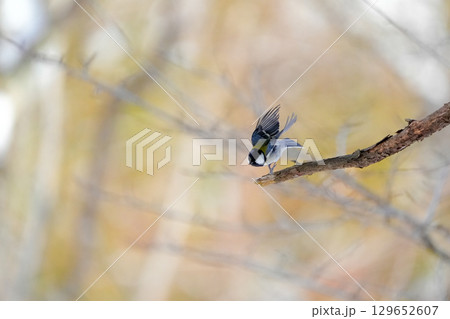 ヤマガラ　α9Ⅲプリ撮影 129652607