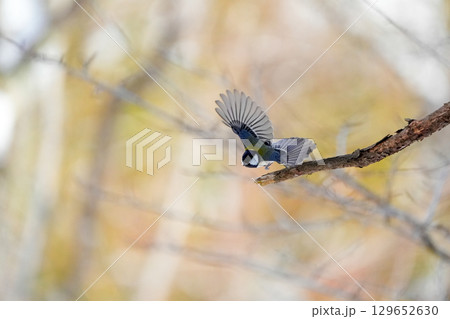 ヤマガラ　α9Ⅲプリ撮影 129652630