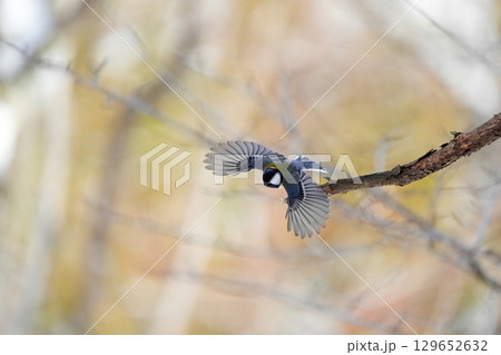 ヤマガラ　α9Ⅲプリ撮影 129652632