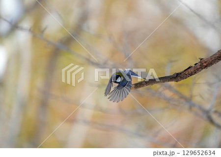 ヤマガラ　α9Ⅲプリ撮影 129652634