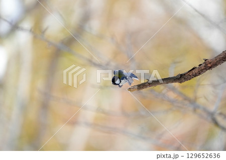 ヤマガラ　α9Ⅲプリ撮影 129652636