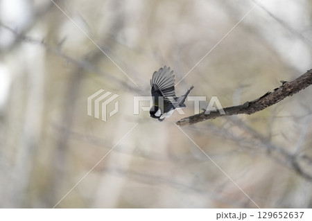 ヤマガラ　α9Ⅲプリ撮影 129652637