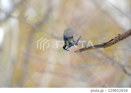 ヤマガラ　α9Ⅲプリ撮影 129652638