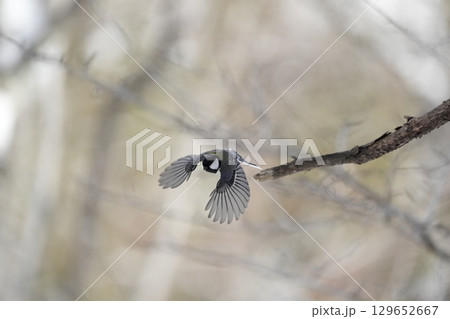 ヤマガラ　α9Ⅲプリ撮影 129652667