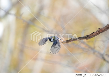 ヤマガラ　α9Ⅲプリ撮影 129652668