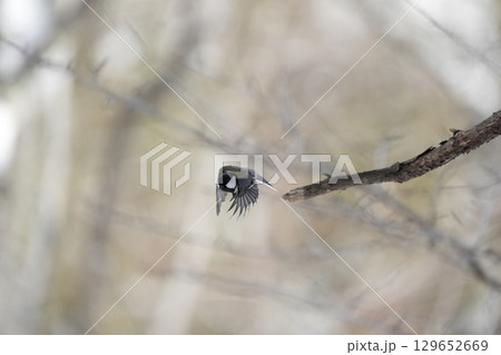 ヤマガラ　α9Ⅲプリ撮影 129652669