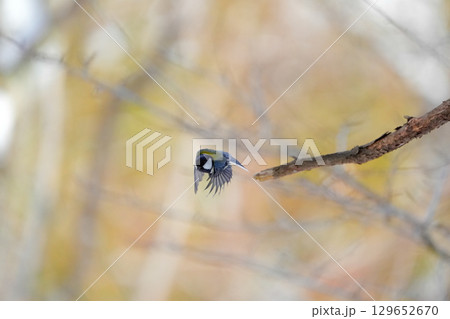 ヤマガラ　α9Ⅲプリ撮影 129652670