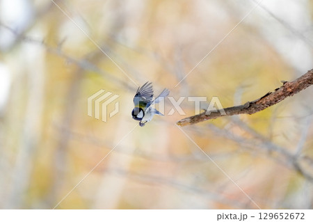 ヤマガラ　α9Ⅲプリ撮影 129652672