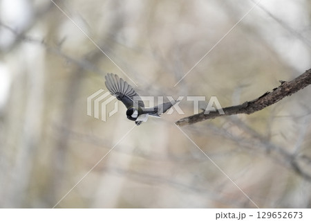 ヤマガラ　α9Ⅲプリ撮影 129652673