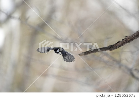 ヤマガラ　α9Ⅲプリ撮影 129652675