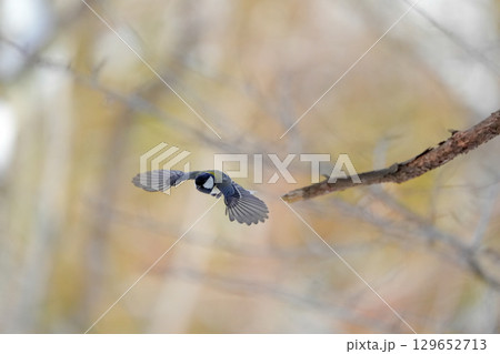 ヤマガラ　α9Ⅲプリ撮影 129652713