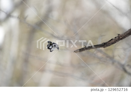 ヤマガラ　α9Ⅲプリ撮影 129652716