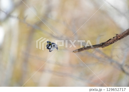 ヤマガラ　α9Ⅲプリ撮影 129652717