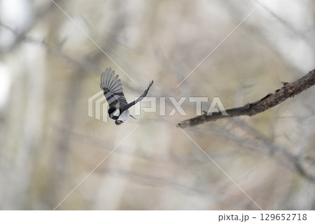 ヤマガラ　α9Ⅲプリ撮影 129652718