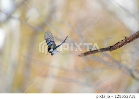 ヤマガラ　α9Ⅲプリ撮影 129652719