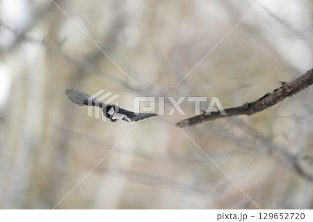 ヤマガラ　α9Ⅲプリ撮影 129652720